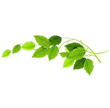 Floating Leaf