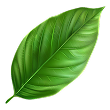 Fresh Green Leaves